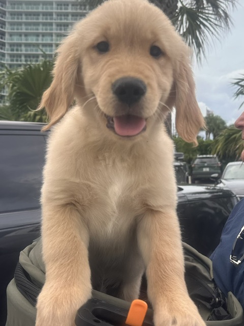 Chase, a friendly 10-week-old Golden Retriever puppy